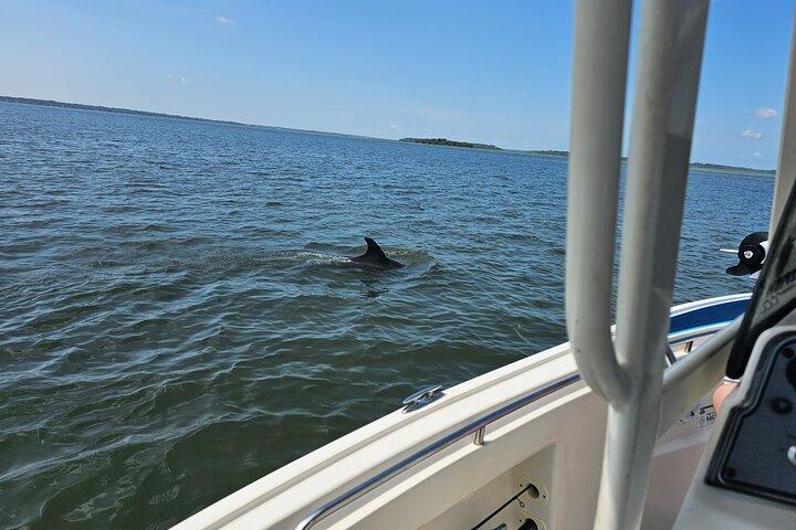 1 timmes privat delfin- och naturtur