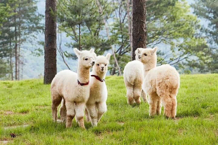 Nami Island, Alpaca World, Garden of Morning Calm tour from Seoul