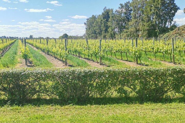 Private Tour of Different Wineries in Montevideo with TANGO TOUR