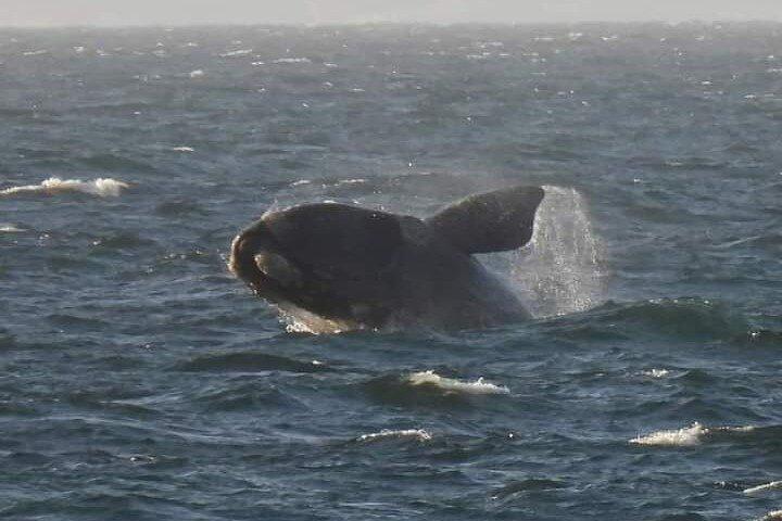 Hermanus Walvissen spotten & Wijnproeven en Stellenbosch wildlife