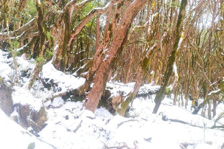 5 dages Mardi Himal Base Camp Trek i Pokhara