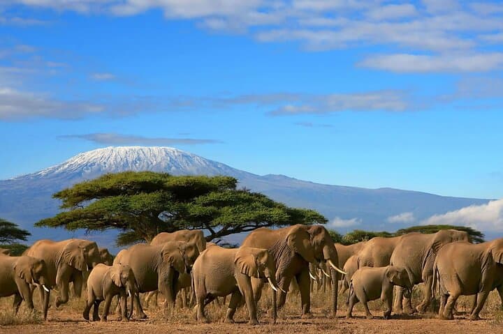 Safari Tour by Jeep to Amboseli National Park