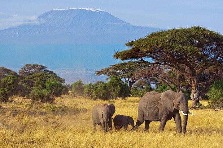3 días de safari por el Parque Nacional Amboseli y el Monte Kilimanjaro