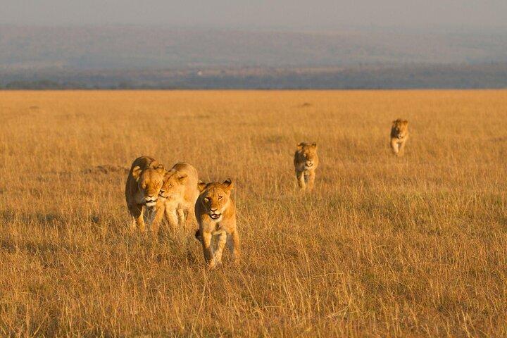 3 días de safari por el Parque Nacional Amboseli y el Monte Kilimanjaro