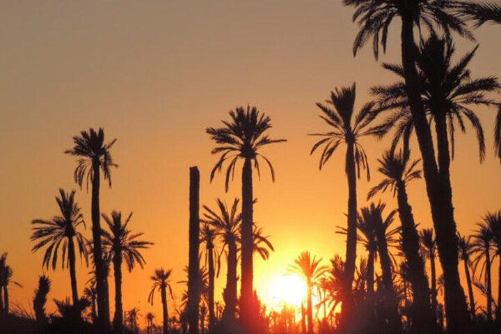 Sunset Camel Ride in the Palmerai of Marrakesh