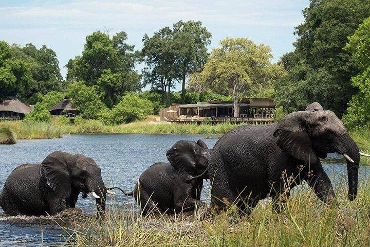 Victoria Falls til Chobe National Park, One Day Wildlife Adventure