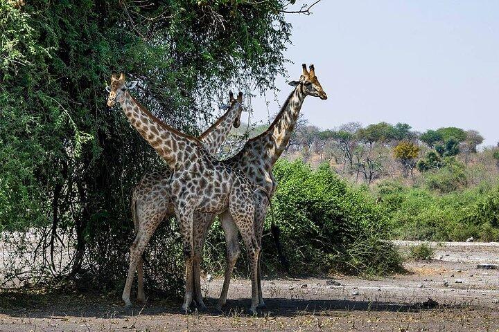 Victoria Falls til Chobe National Park, One Day Wildlife Adventure