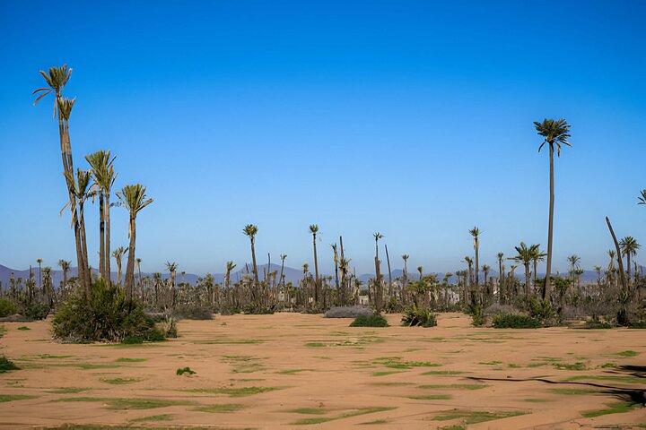 Sunset or Morning Private Camel Ride in Marrakech Palmeraie