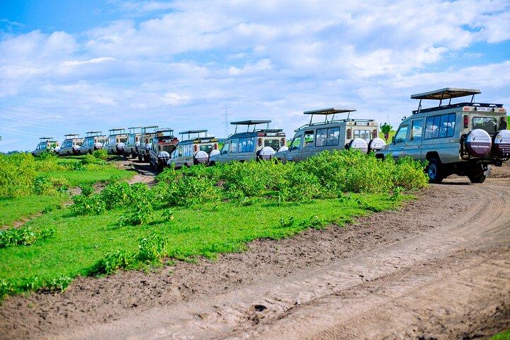 7 dagars mellanklass Tanzania Wildlife Safari
