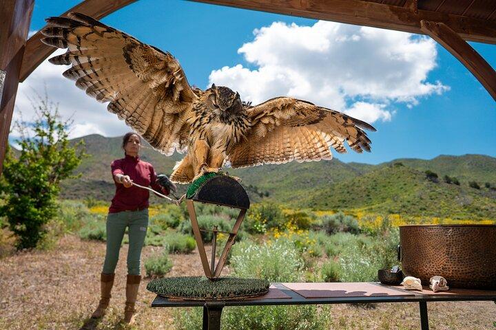Ervaar roofvogels en valkerij in Reno