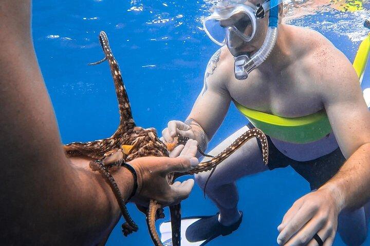 Turtle Canyon Snorkel: Semiprivat båttur