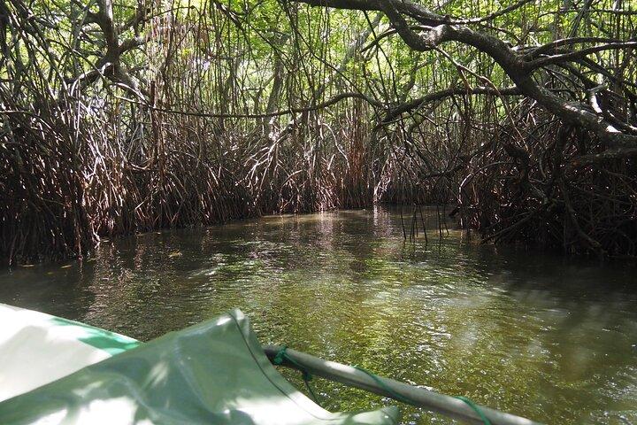 2h Madu River Safari : Mangrove, Zimtinsel & buddhistischer Tempel