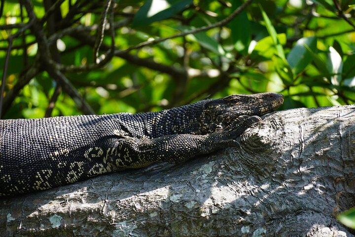 2h Madu River Safari : Mangrove, Zimtinsel & buddhistischer Tempel