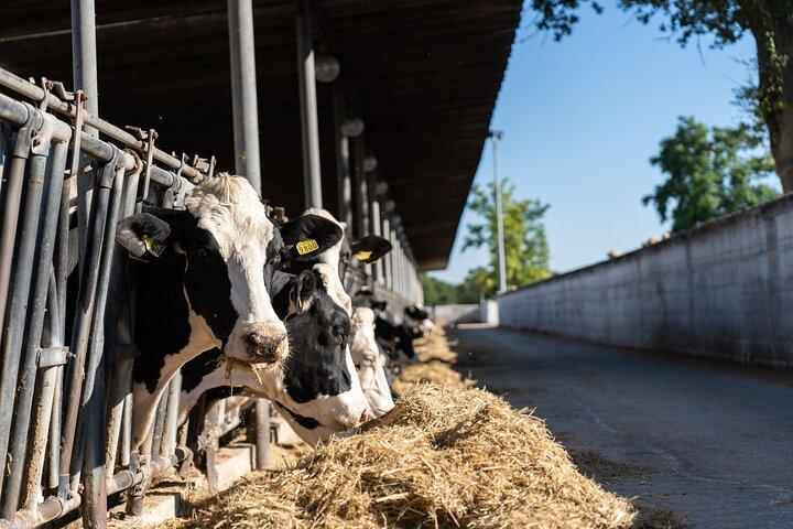 Masseria Seppunisi Tour - experiência de mussarela e burrata