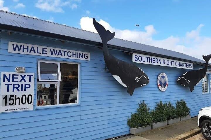 Boat Based Whale Watching from Hermanus