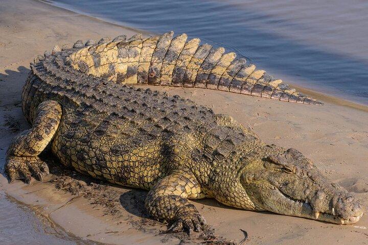 ダーバンからタラ動物保護区とナタール公園