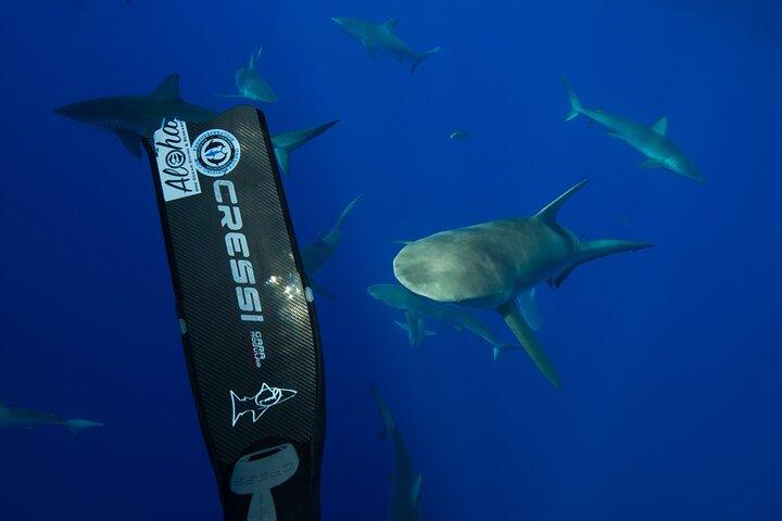 Oahu: Educational Shark Dive from Haleiwa - Sharks Guaranteed