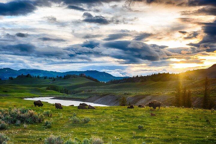 Yellowstone en un jour - Grande Boucle Yellowstone Tour
