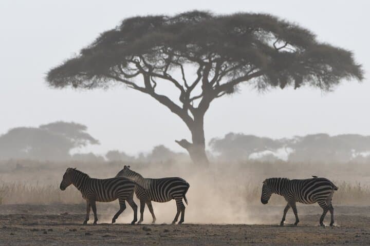 6 Days Tour of Amboseli Tsavo West and Tsavo East National Parks
