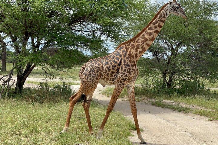 アルーシャ発タランギーレ国立公園への日帰りツアー