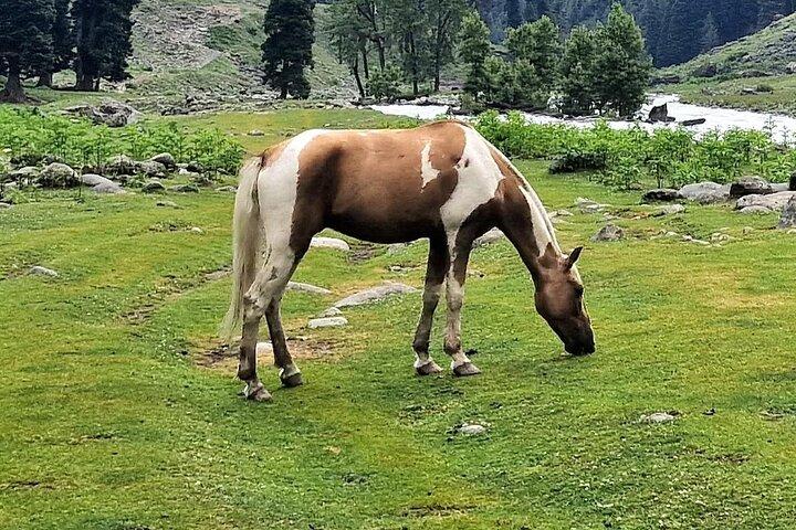 Gruppentour durch Kaschmir und maßgeschneidert ab Srinagar