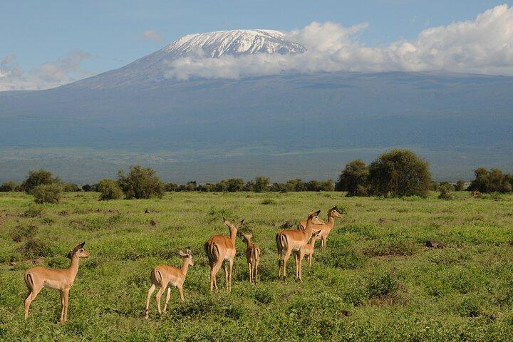6 Days Tour of Amboseli Tsavo West and Tsavo East National Parks
