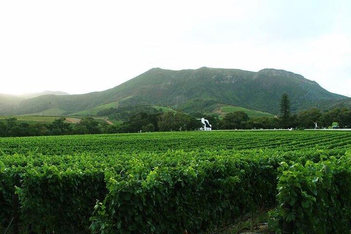Tour privato di Cape Winelands a Stellenbosch e Franschhoek