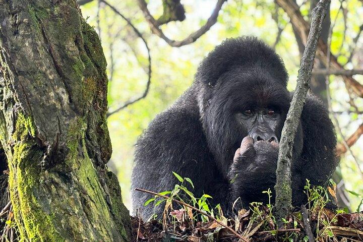 Transfert privé Gorilla Trekking de Kigali à Volcanoes N.Park