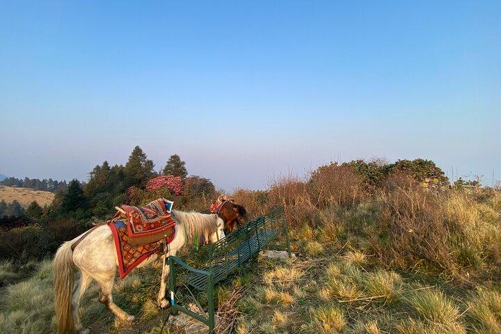 8 Tage Poon Hill mit Mardi Himal Base Camp Trek