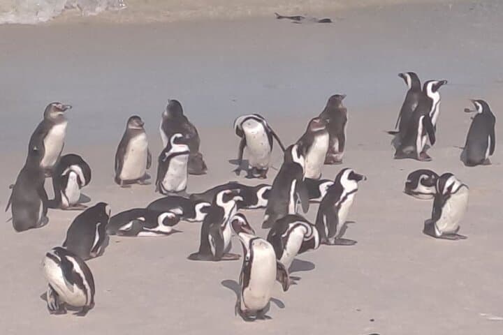 Cape Point and Boulder's Penguins Full Day Tour