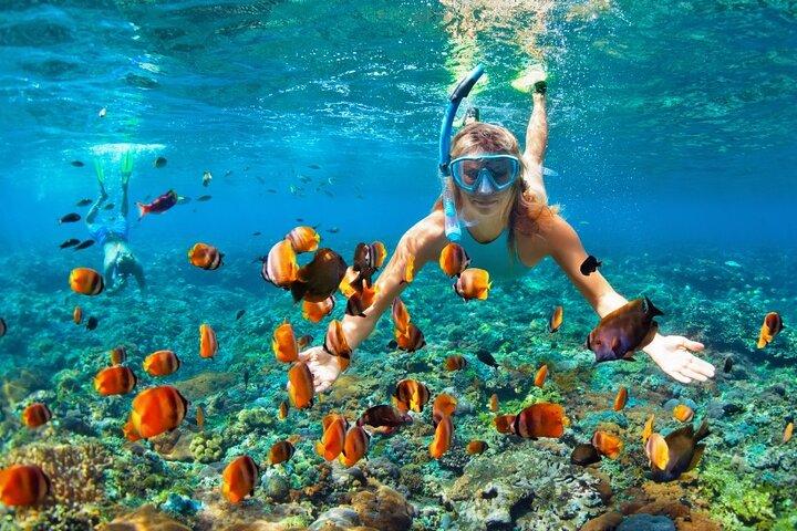 Parque Nacional Ras Mohammed en autobús + Snorkel