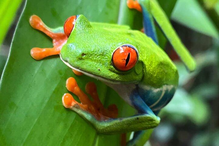 Private Tour to Llanos de Cortés Falls and Rainforest