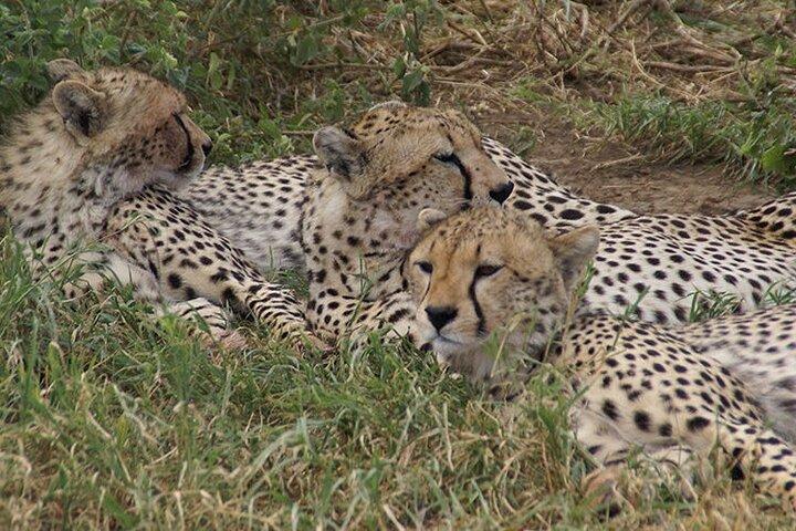 6 dagen luxe wildlife Tanzania Safari