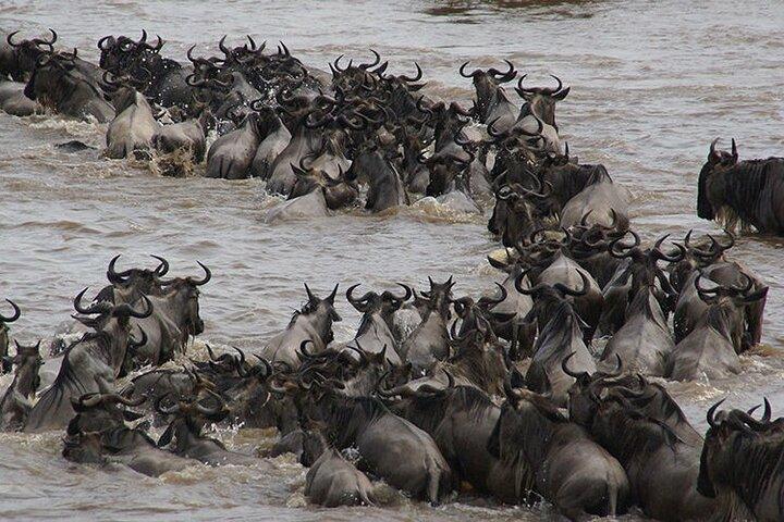 6 dagen luxe wildlife Tanzania Safari