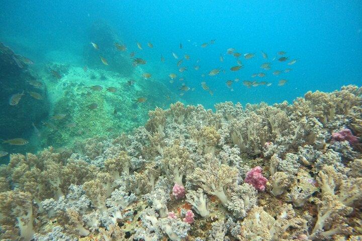 ニャチャンのワイルドアイランドで最高のダイビング旅行