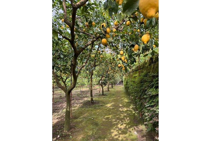 Anmeldelser af Nonna Concettina Sorrento Lemon Tour