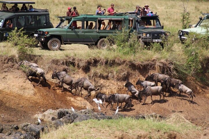 3 Day Maasai Mara Group Joining Camping Safari