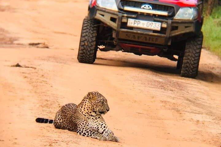 Privat Yala Safari Tour från Colombo/Negombo (Leopard Safari)