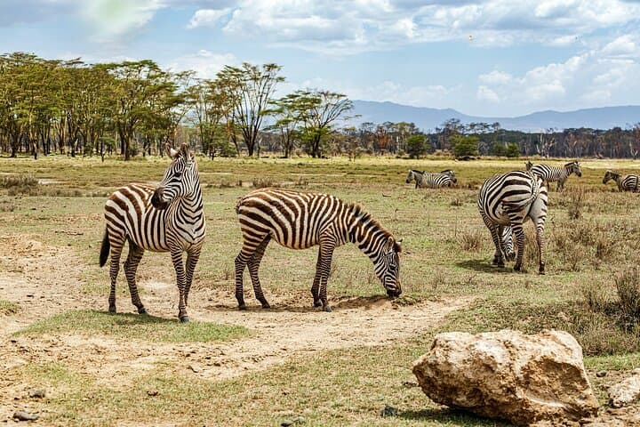 Lake Nakuru National Park Full Day Tour