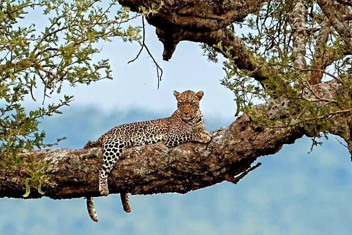3 Days Private Maasai Mara Safari