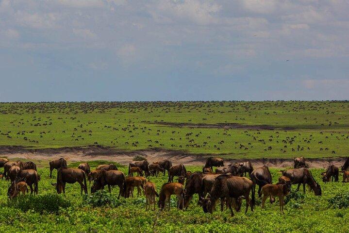 2-daagse wildsafari in Tanzania