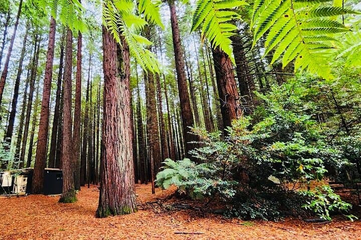Rotorua & Taupo DayTour with Waiotapu & Huka Falls from Auckland
