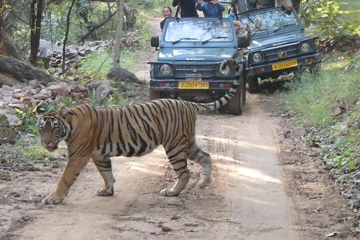 Ranthambore Tiger Safari Privater Tagesausflug ab Jaipur