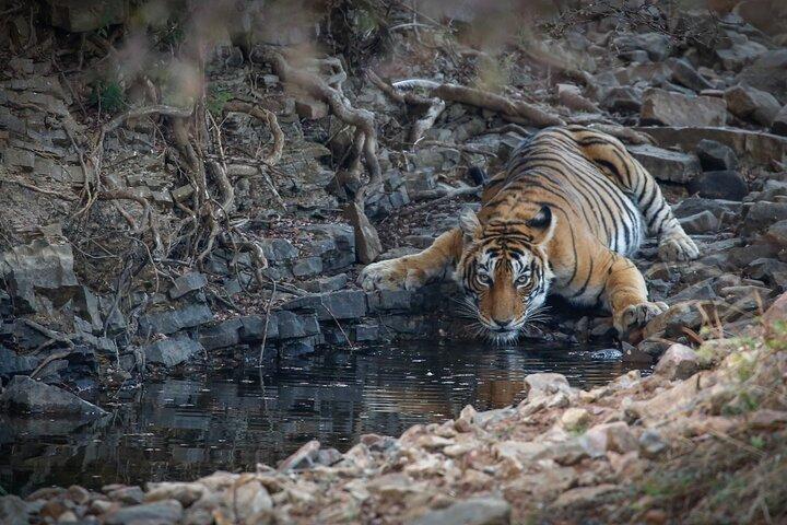 Ranthambore Tiger Safari Privater Tagesausflug ab Jaipur