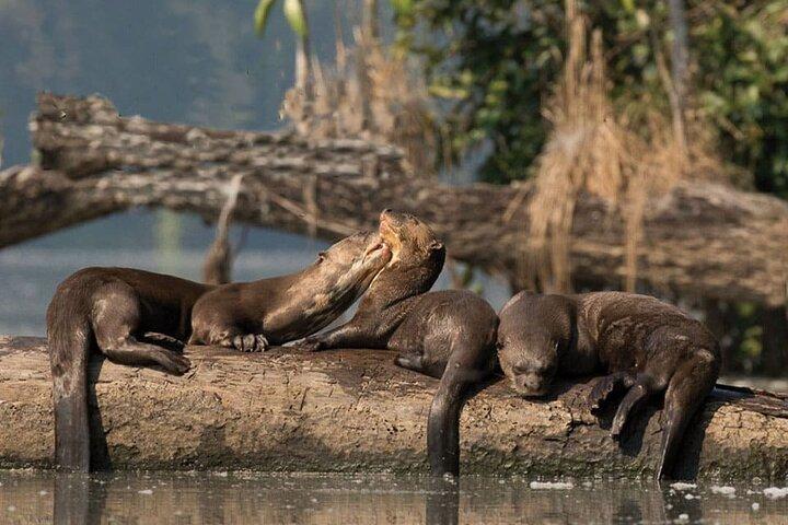 4 Dia: Sandoval Lake Lodge - Amazônia Peru