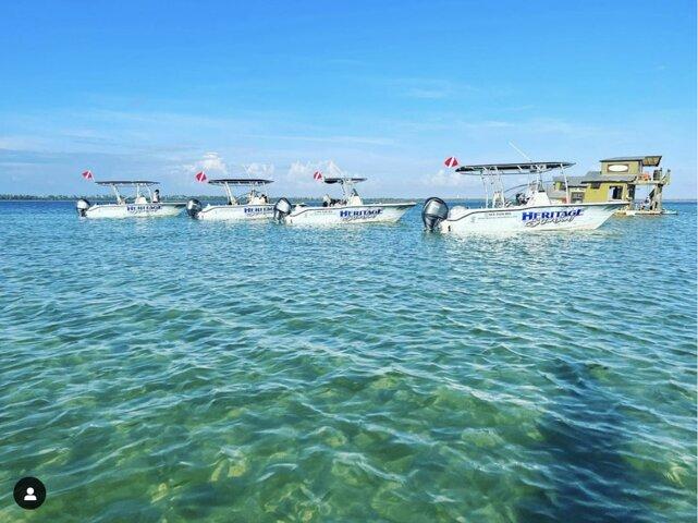 Tour privado de 2 horas con delfines y snorkel