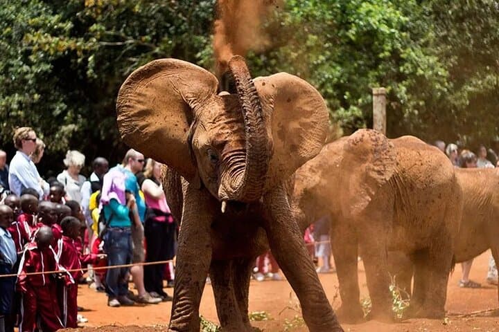 Nairobi National Park with Elephant Orphanage and Giraffe Center.