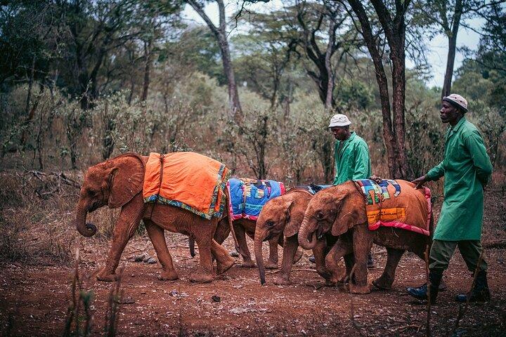 Nairobi-Nationalpark mit Elefantenwaisenhaus und Giraffenzentrum.