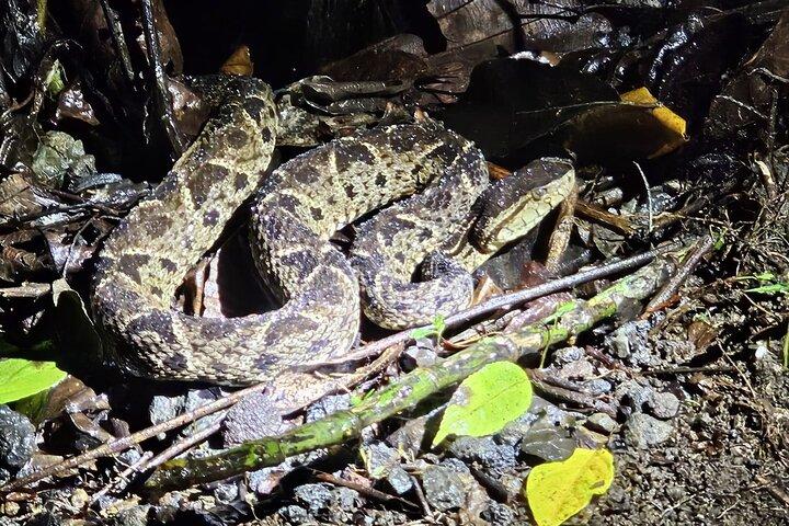 La Fortuna Nattevandring i regnskov med høj biodiversitet