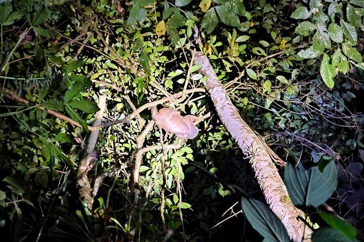 La Fortuna Nattevandring i regnskov med høj biodiversitet